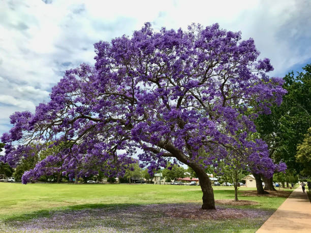 As part of the Silicon Valley, Milpitas is a technology hub. The city also boasts some of the best residential areas and conference facilities. What’s more, the locals have invested in environmental conservation through exotic tree planting and conserving indigenous trees. In 2016, the local council voted for a jacaranda next to Milpitas City Hall as the official city tree. Besides jacarandas, you can find California buckeyes, coast live oaks, redwoods, California bays, and corn plants. Wild lemon plants, common figs, Japanese marples, glossy privets, and Pacific madrones are also common in the region. With such diversity, tree services are essential to ensure that your neighborhood maintains the landscape. Trees are also prone to infestation and infection by pests and diseases. Our team has extensive knowledge of all the local trees, and we have a solution for all your tree needs.