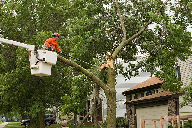 a storm damaged tree gets cut