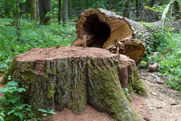 Hollow Tree Cutting