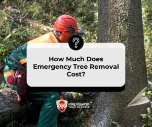 How Much Does Emergency Tree Removal Cost