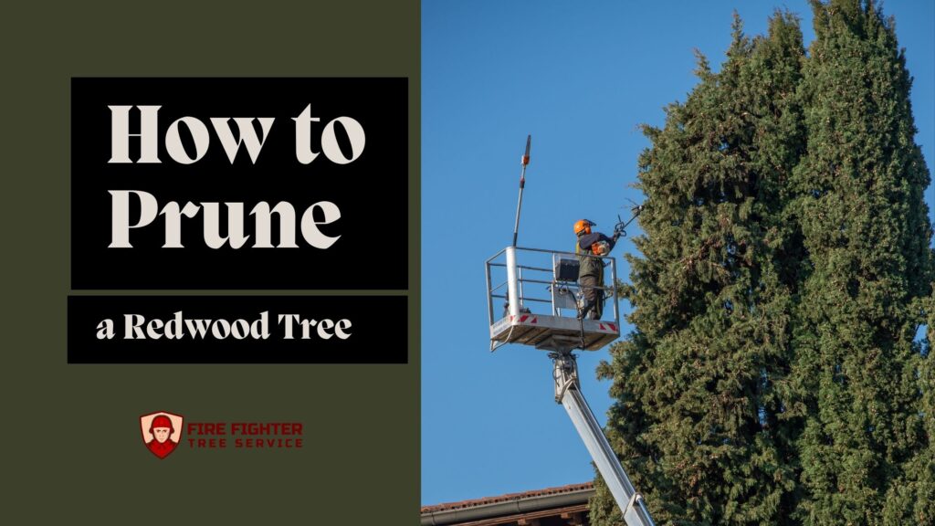 How to Prune a Redwood Tree