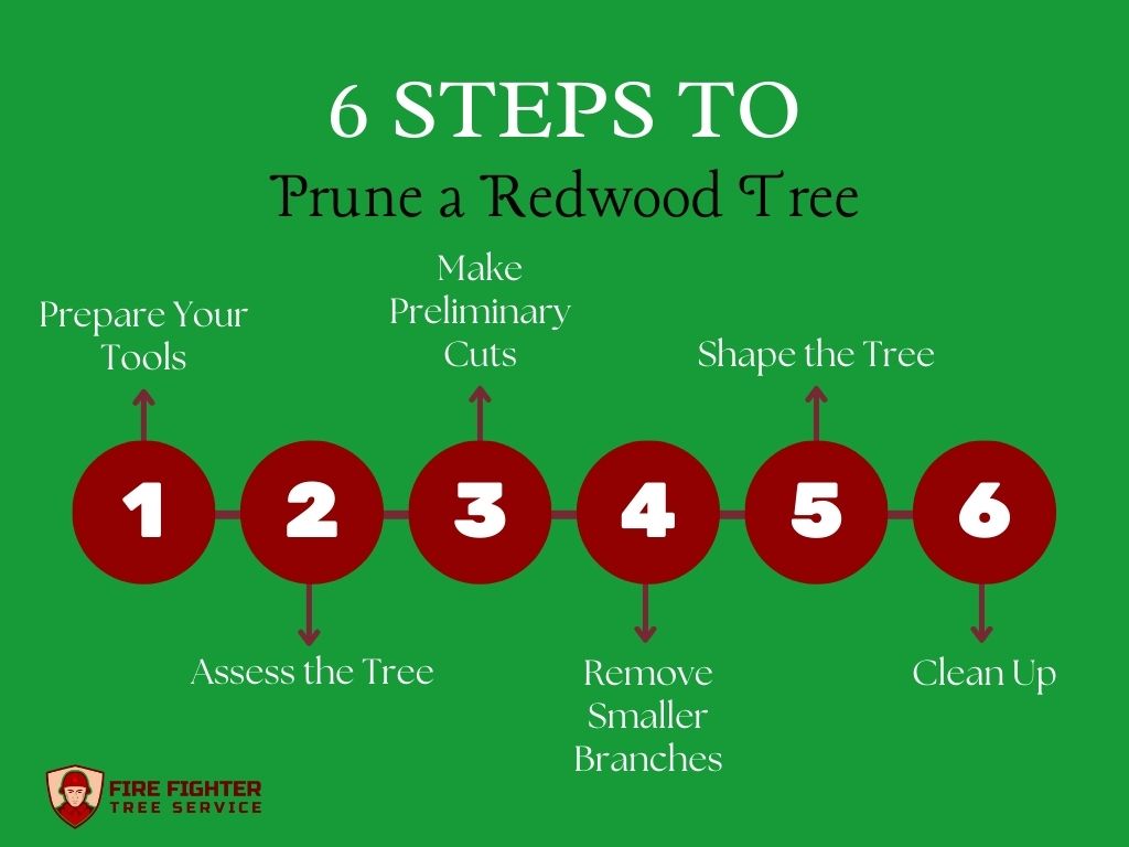 How to Prune a Redwood Tree