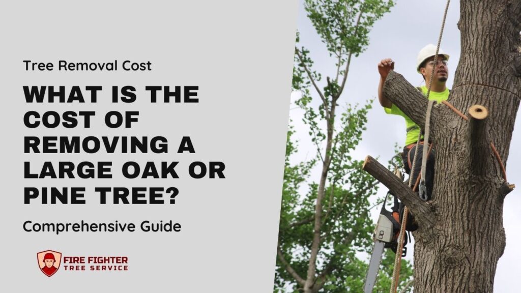 What is the Cost of Removing a Large Oak or Pine Tree?