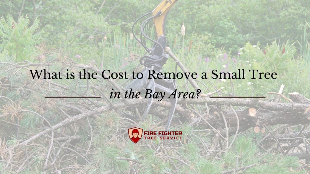 What is the Cost to Remove a Small Tree