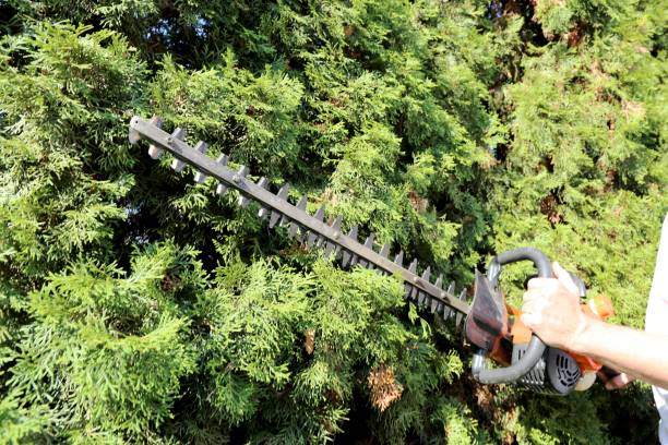 redwood pruning