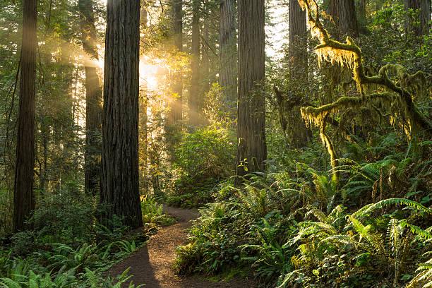 redwood trees