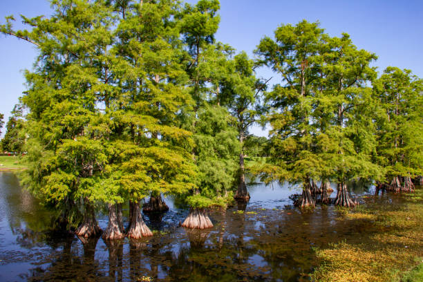 Bald Cypress