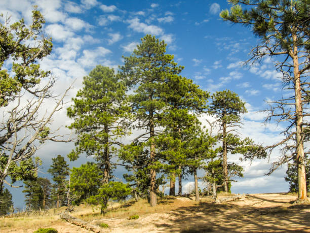 Blue Douglas Fir