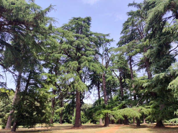 Deodar Cedar