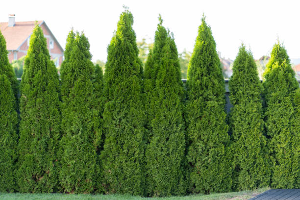 Green Giant Arborvitae