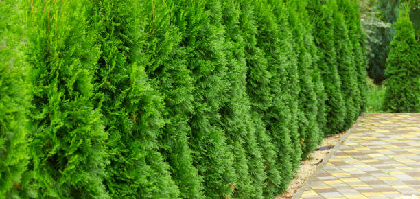 Green Giant Thuja