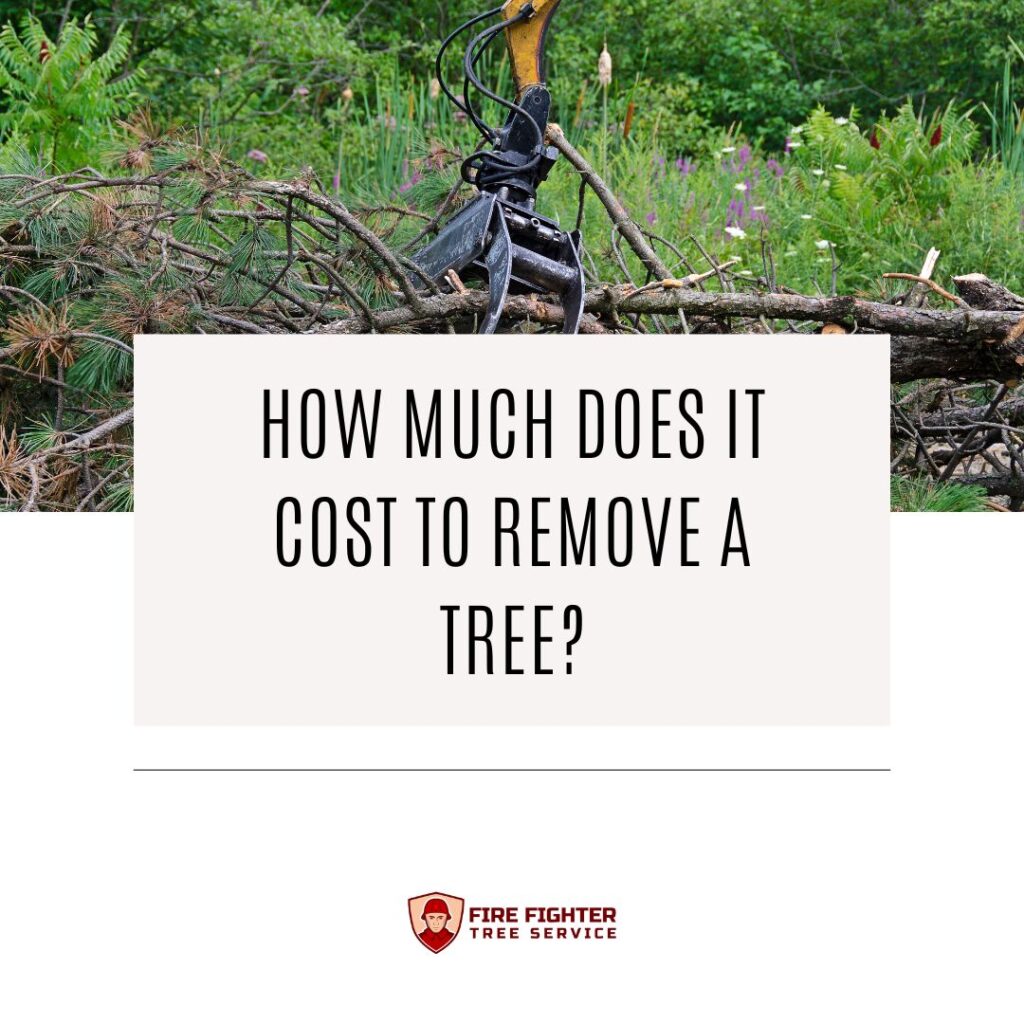 How Much Does It Cost to Remove a Tree?