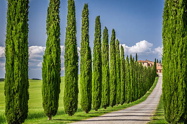 Italian Cypress