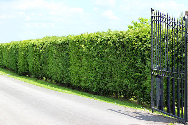 Leyland Cypress