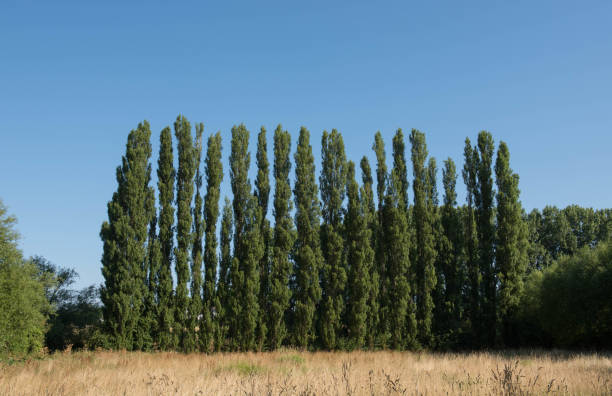 Lombardy Poplar