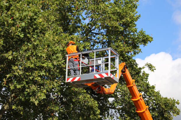 Tree services