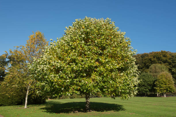 Tulip Tree 