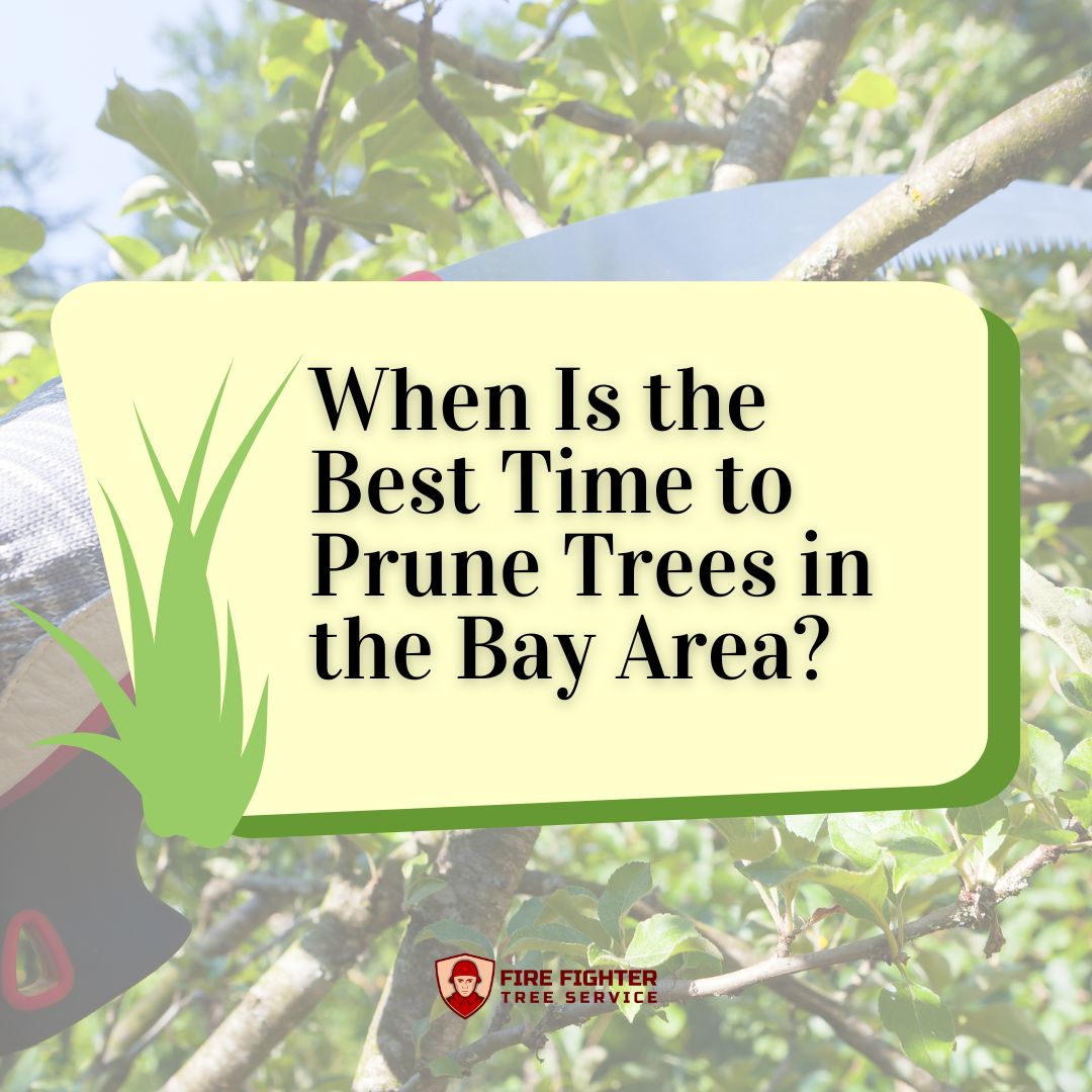 Best Time to Prune Trees