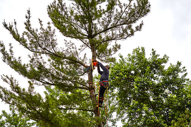 tree services Fremont