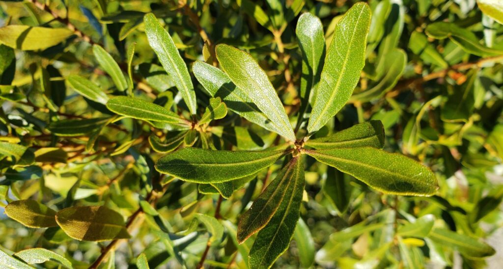 wax myrtle