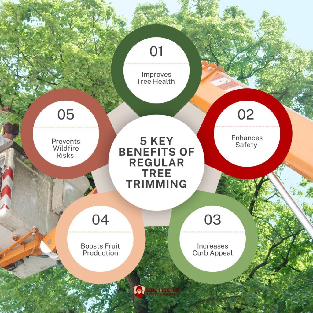 5 Key Benefits of Regular Tree Trimming