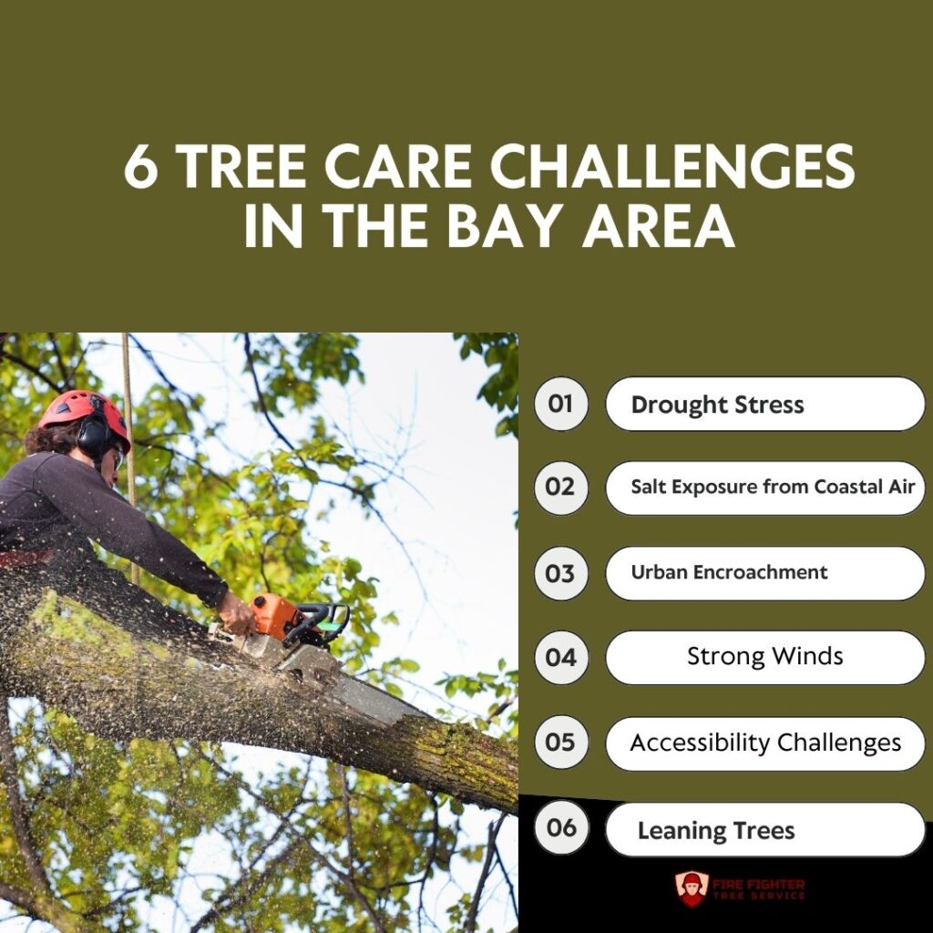 6 Tree Care Challenges in the Bay Area