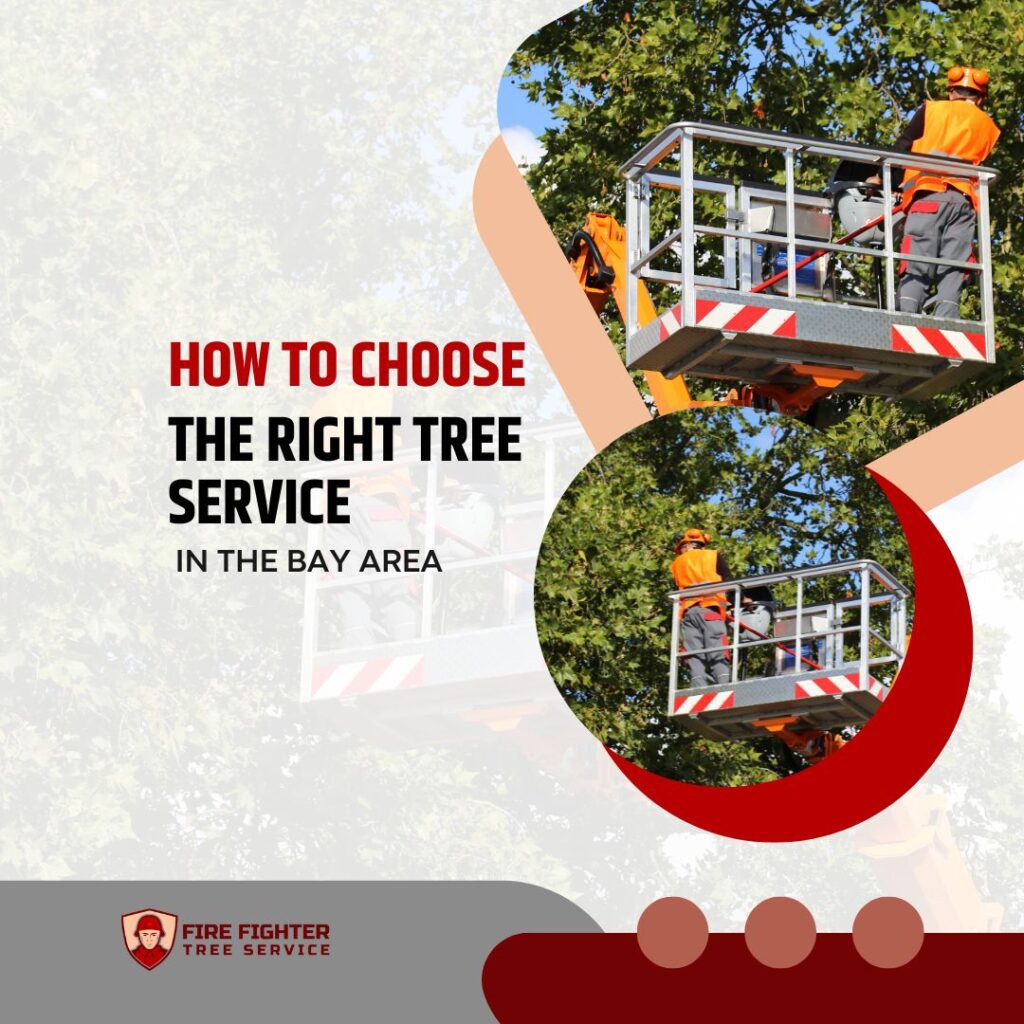 How to Choose the Right Tree Service in the Bay Area