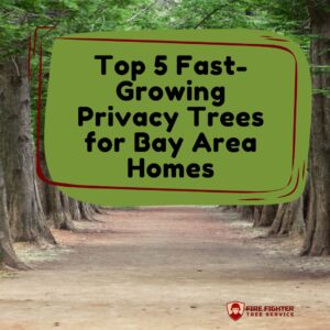 Top 5 Fast-Growing Privacy Trees for Bay Area Homes