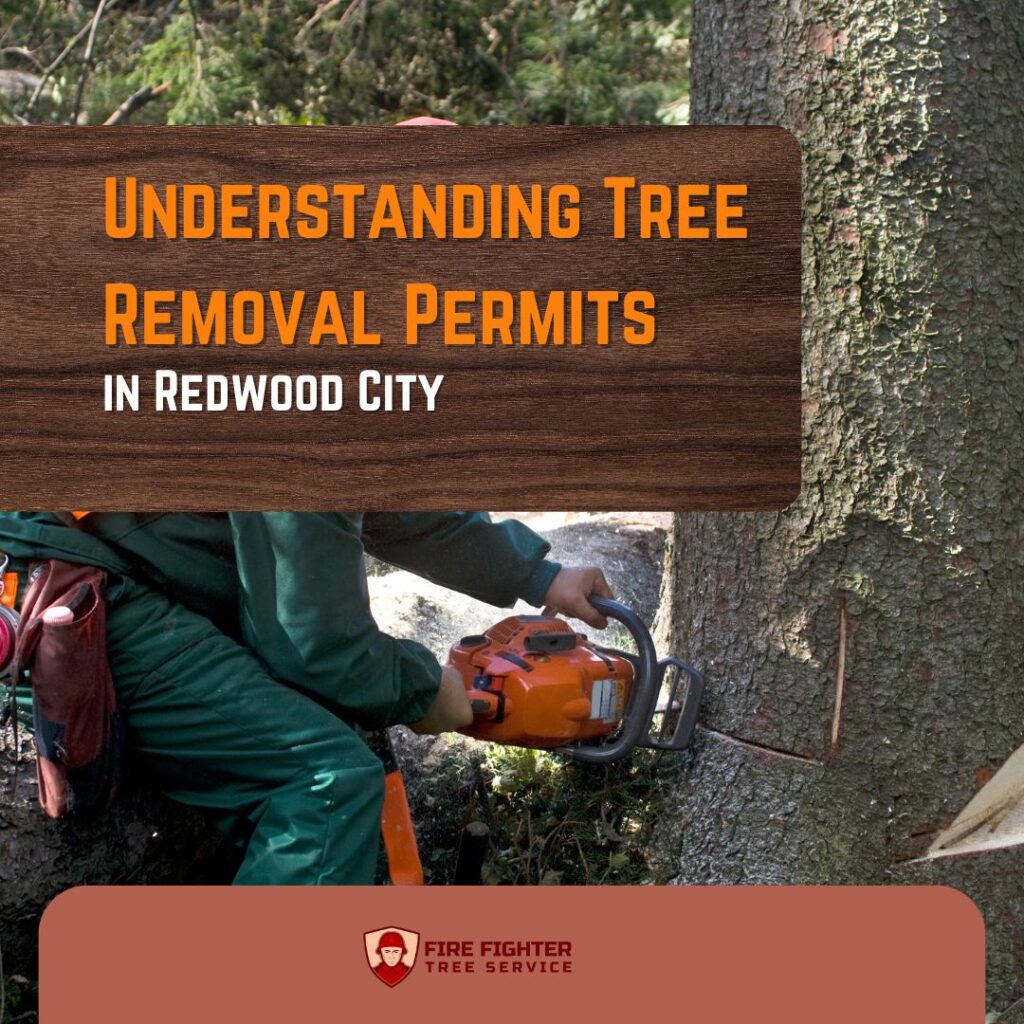 Understanding Tree Removal Permits