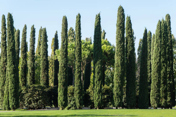 Italian Cypress