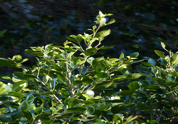 California Bay Laurel