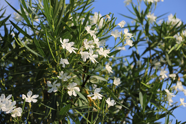 Oleander