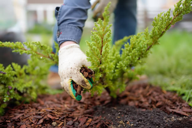 tree transplanting