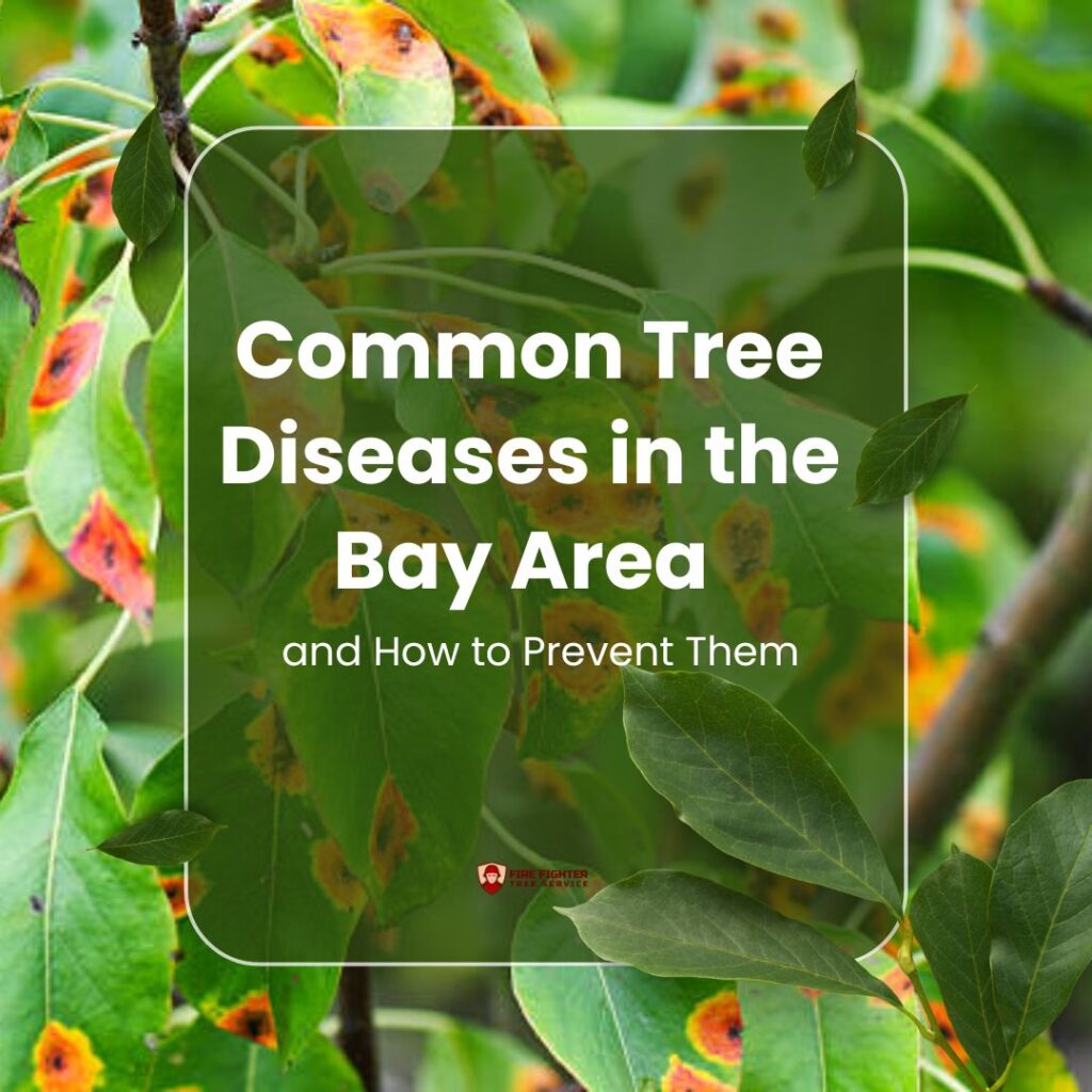 Common Tree Diseases in the Bay Area