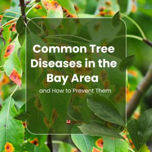 Common Tree Diseases in the Bay Area