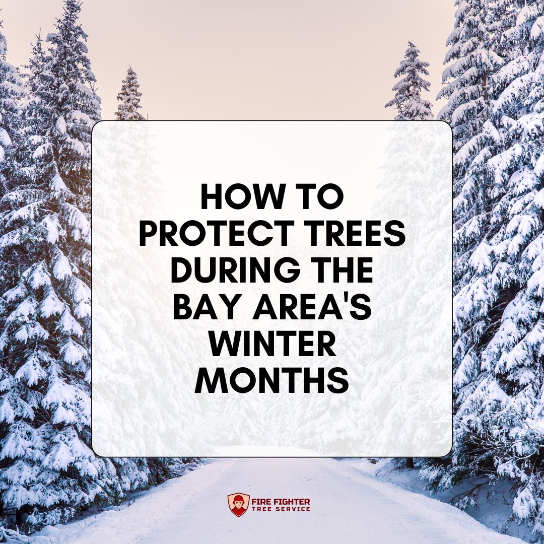 How to Protect Trees During the Bay Area's Winter Months