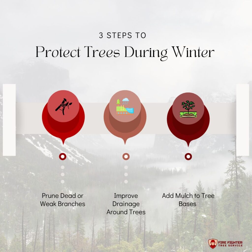 Steps to Protect Trees During Winter