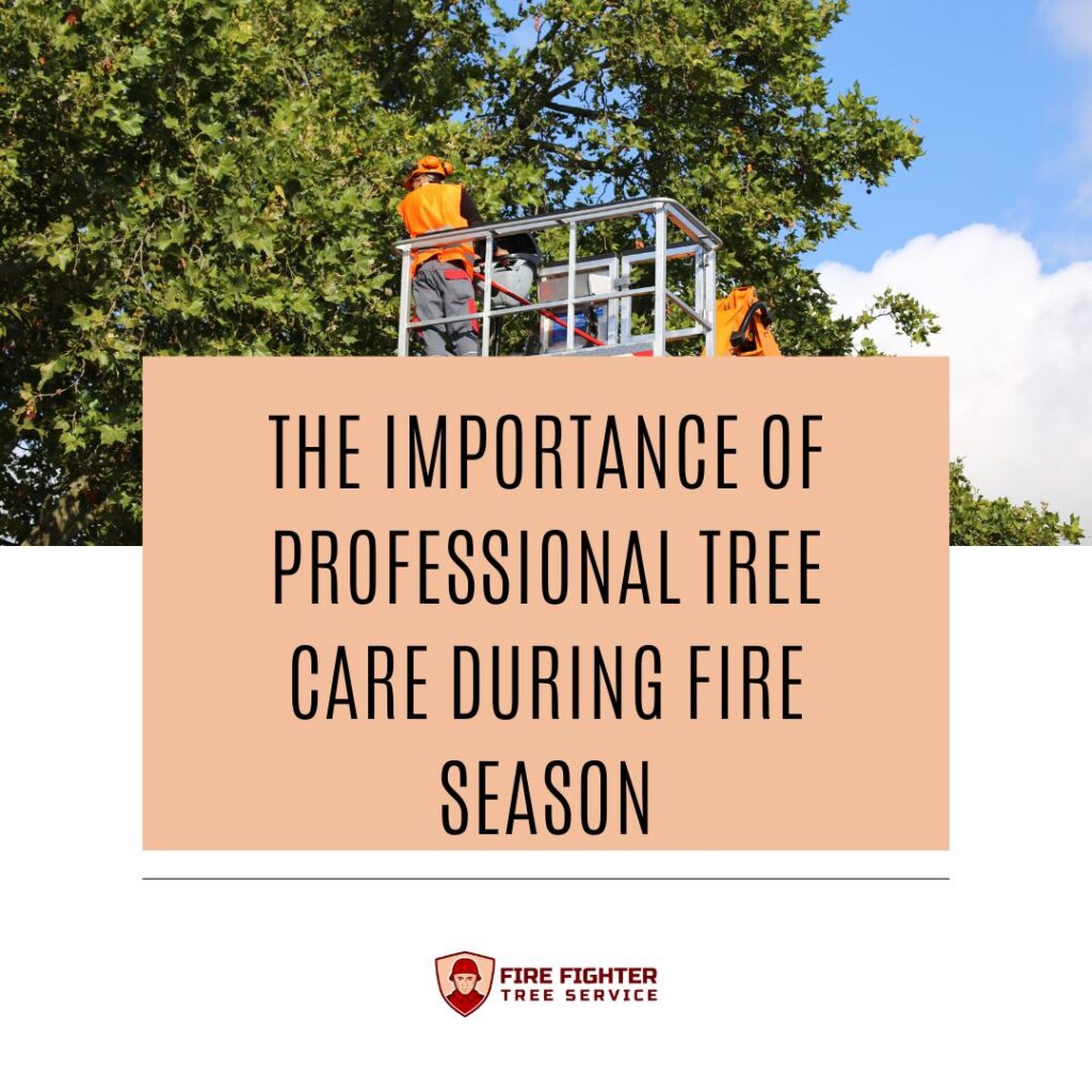 The Importance of Professional Tree Care During Fire Season