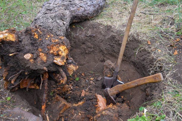 Armillaria Root Rot 