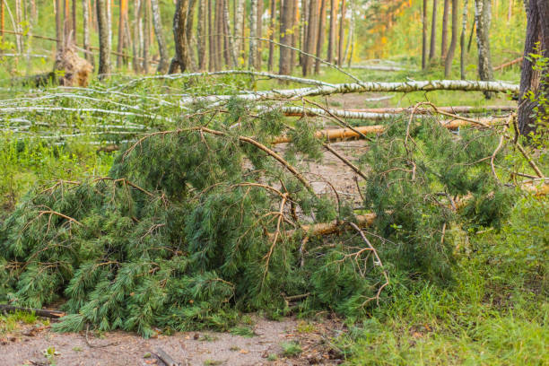 heavy rains trees falling