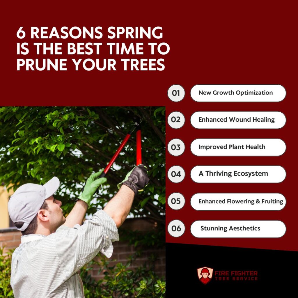 Reasons to Prune Your Trees During Spring