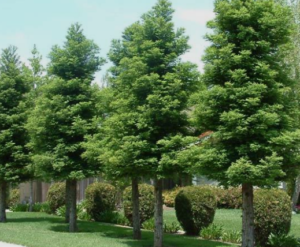 Redwood tree