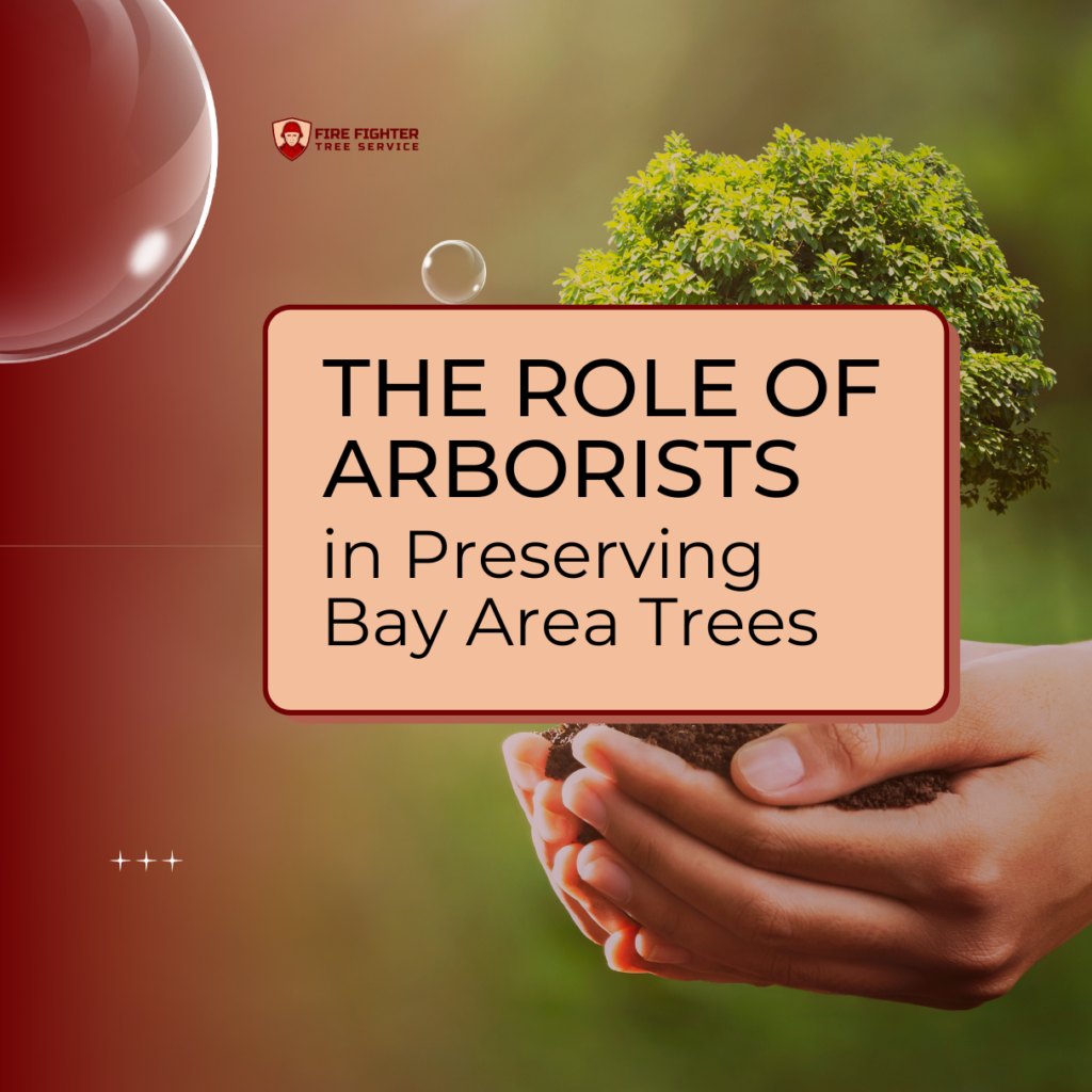 The Role of Arborists in Preserving Trees