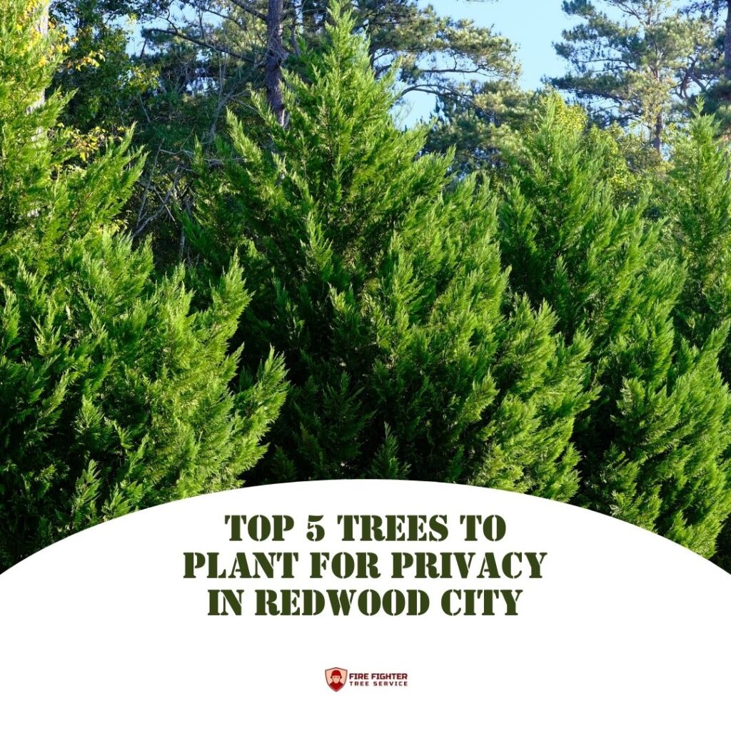 Top 5 privacy trees in Redwood City