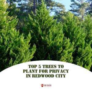 Top 5 privacy trees in Redwood City