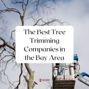 The Best Tree Trimming Companies in the Bay Area