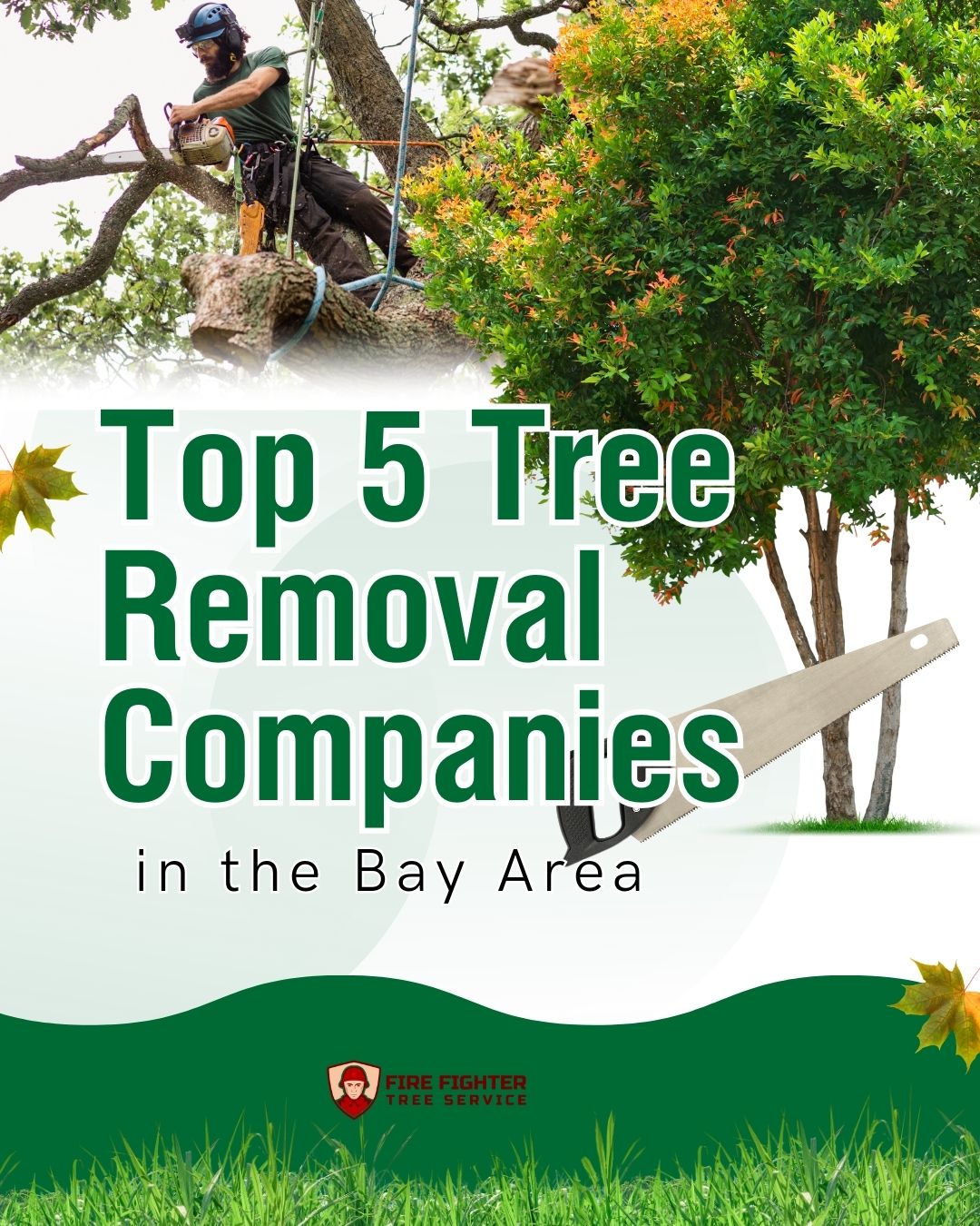 Top 5 Tree Removal Companies